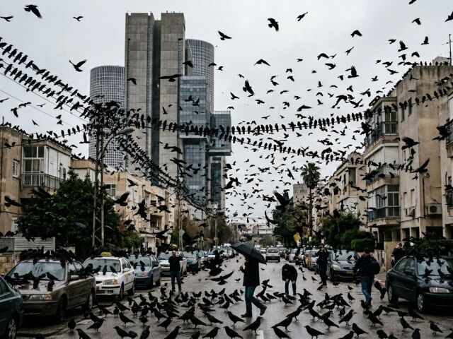 Tel Aviv, vrany, Izrael, vtáky
