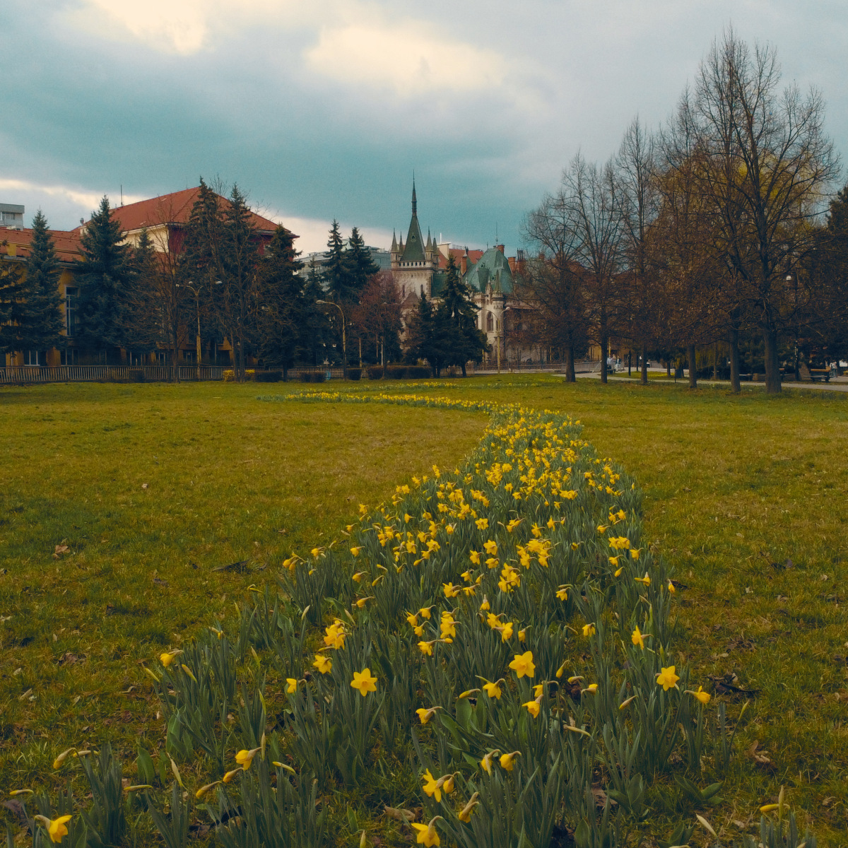 Kvety Mesto Kosice  1 
