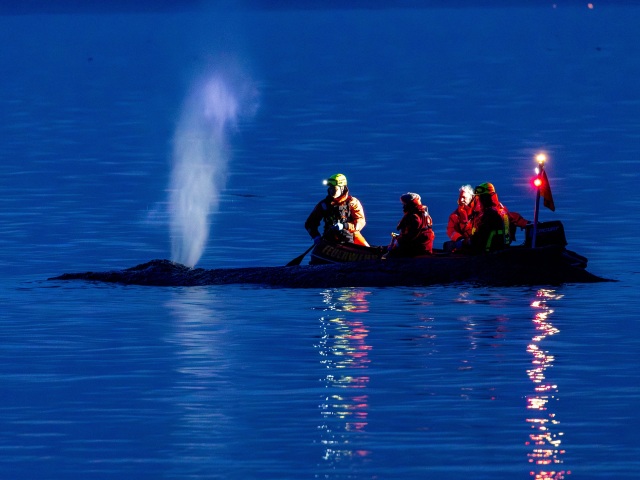 Whale / Rescue / Veľryba / Vráskavec /