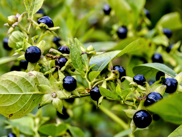Plody ľuľkovca zlomocného (Atropa belladonna) obsahujú atropín, ktorý je pomenovaný podľa tejto rastliny. Môže vyvolať nepokoj, blúznenie a kŕče.