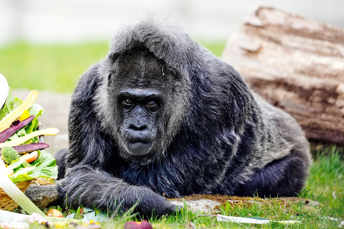 Germany Oldest Gorilla
