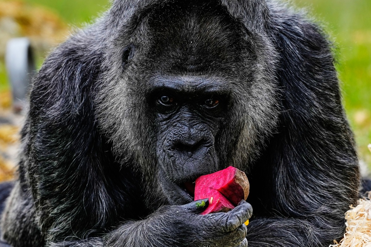 Germany Oldest Gorilla