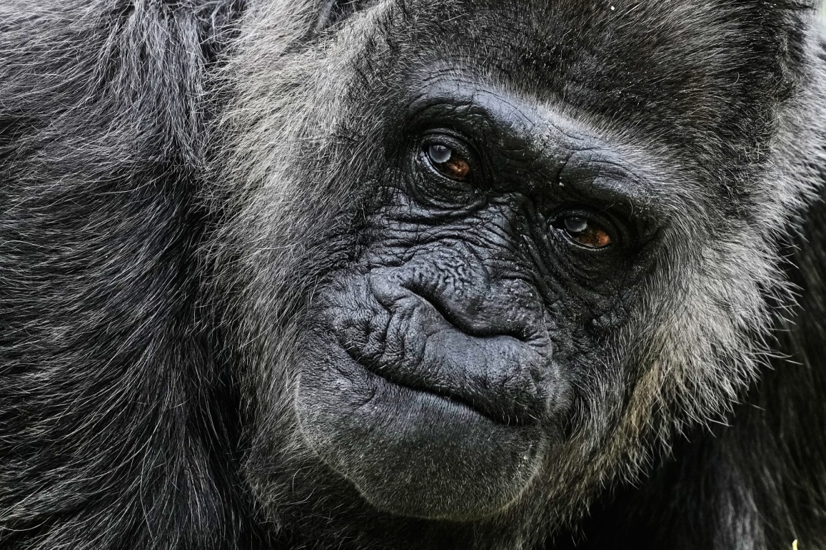 Germany Oldest Gorilla