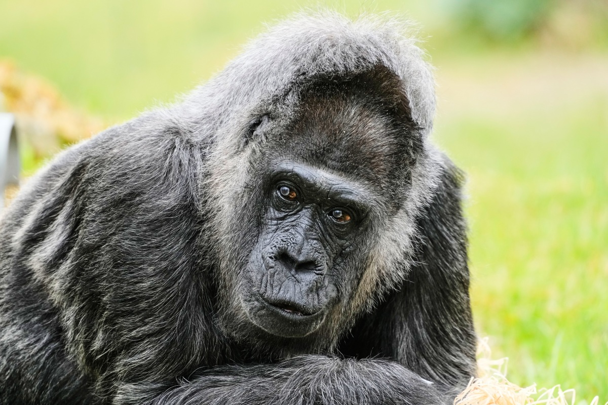 Germany Oldest Gorilla