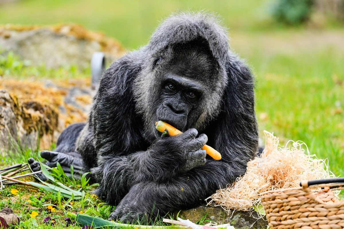 Germany Oldest Gorilla