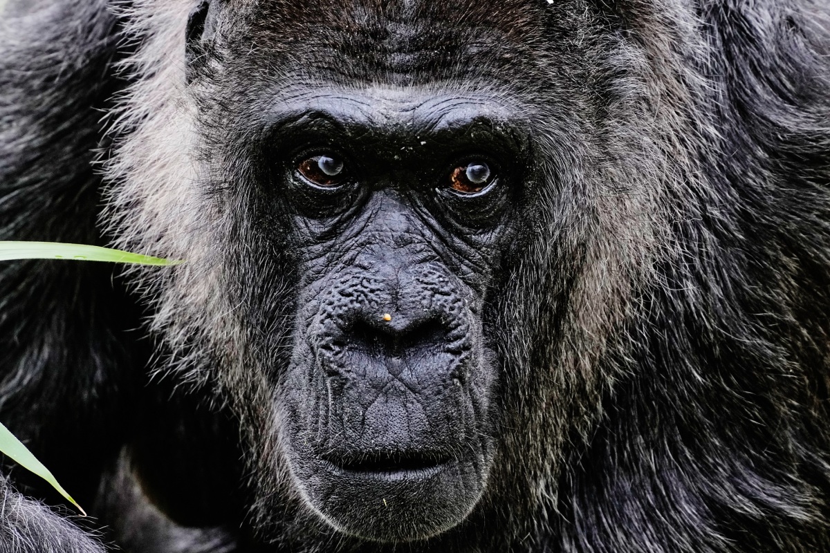 Germany Oldest Gorilla