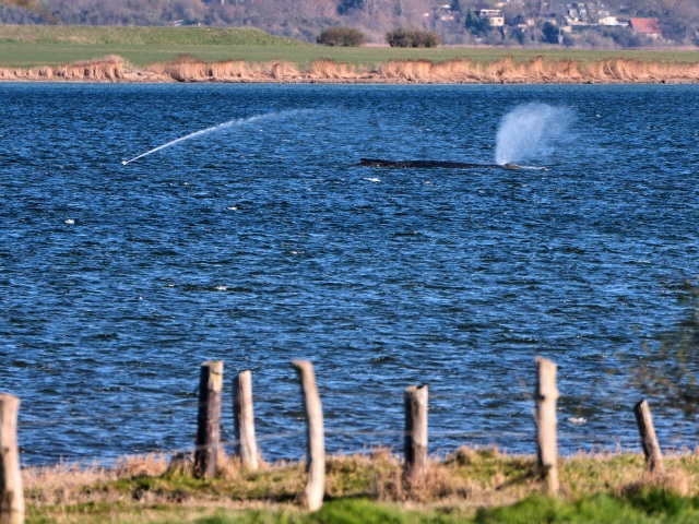 Germany Whale
