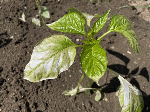 paprika, spálenie, úpal, spálené listy, priesada, otužovanie,