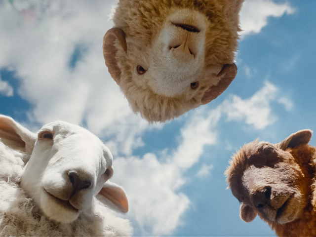 (L to R) Regina Hall as the voice of Cloud, Chris O'Dowd as the voice of Mopple and Julia-Louis Dreyfus as the voice of Lily in THE SHEEP DETECTIVES, from Amazon MGM Studios.
Photo credit: Courtesy of