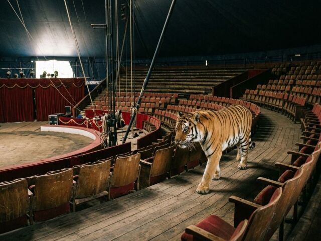 tiger, cirkus, hľadisko