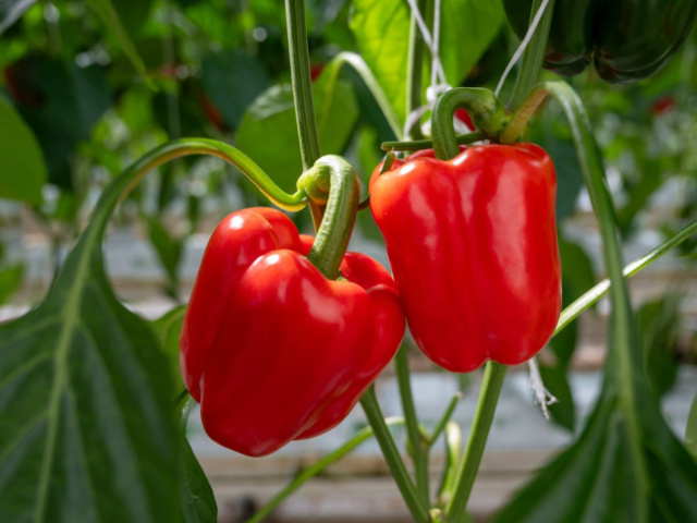 Honba za sledovanosťou: Paprika vás klame, a nie je jediná. Neverte food mýtom na sociálnych sieťach, mnohé vás zavádzajú