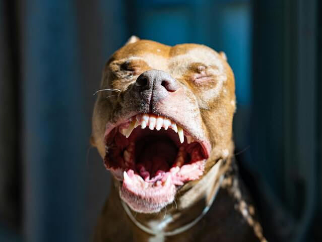 pitbul