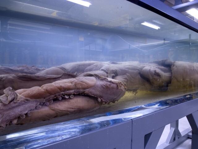 Architeuthis dux / Giant squid /
