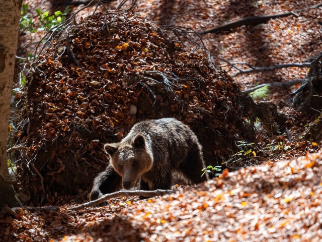 Brown bear
