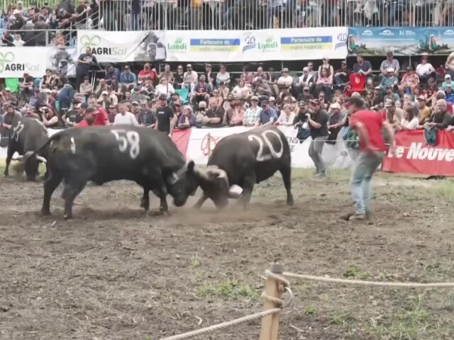 Švajčiarsko, kravy, súboj, Reuters, NEPOUZIVAT