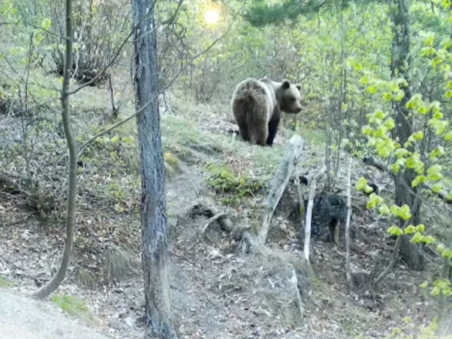 Pri Košiciach pozor na medveďa, pohybuje sa aj na obľúbenej turistickej trase