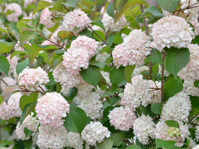kalina, Viburnum,
