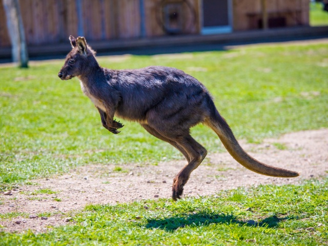 Kangaroo / Klokan /