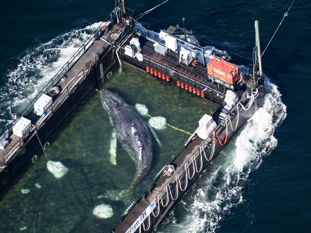 Whale / Timmy / Rescue /