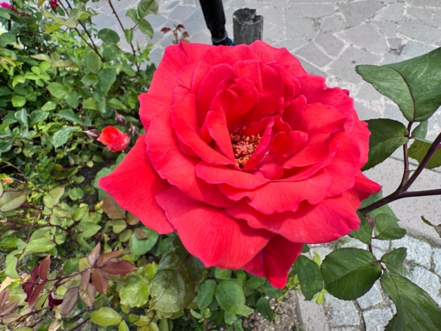 Ruža ‘Roter Korsar’