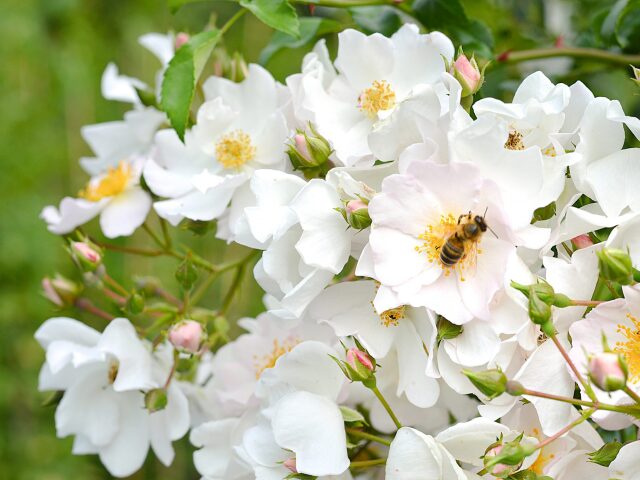 Ruža ‘Apfelblüte’