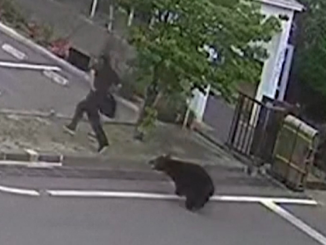 medveď, Fukušima, Reuters, NEPOUZIVAT