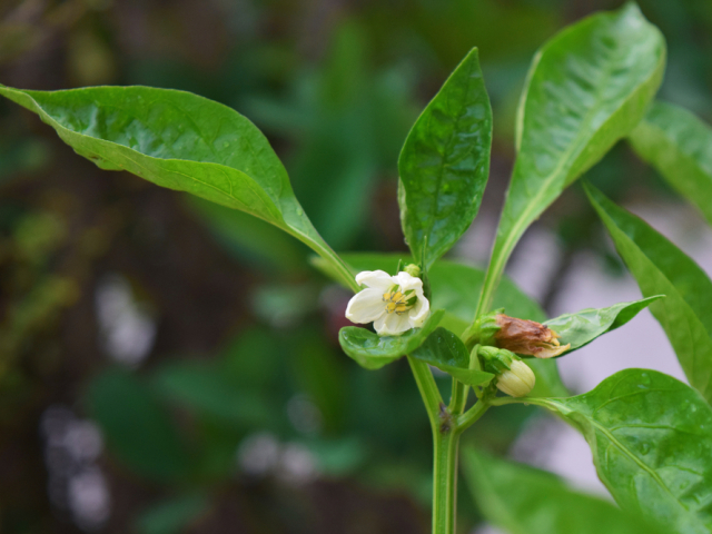 paprika, kvet, 1693169086