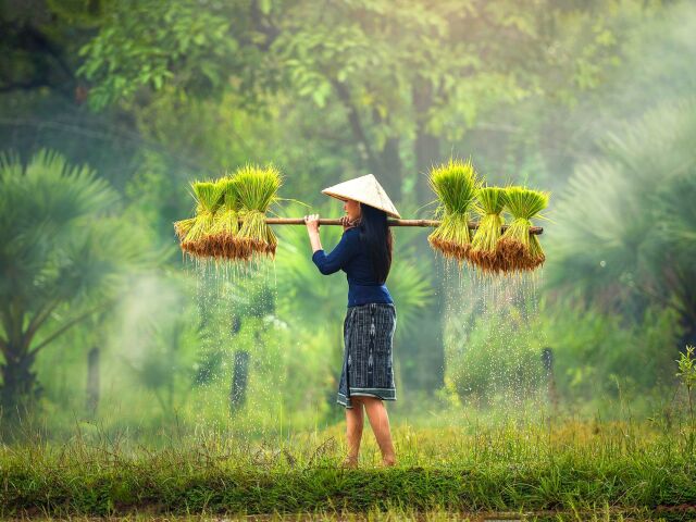 Laos, exotika, Ázia, prales, zber úrody