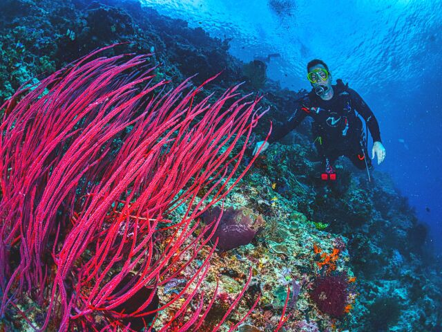 Raja Ampat, potápanie, potápač, more, exotika, Indonézia