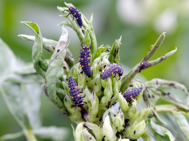 larva, lienky, lienka, larvy lienky, 2089335718