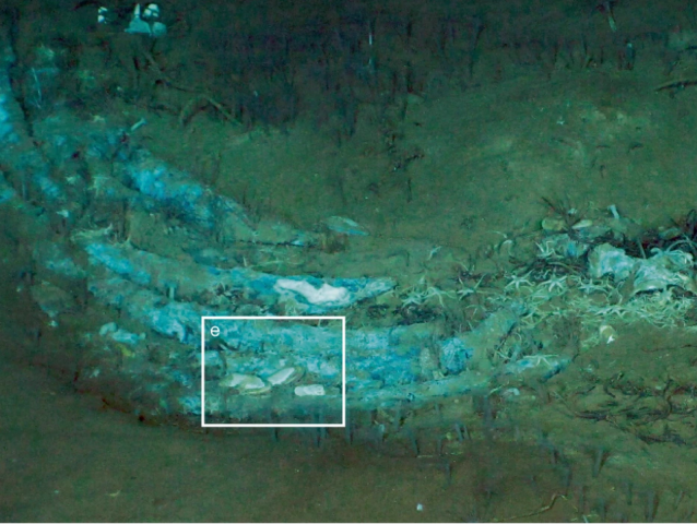 Whale  Velryba