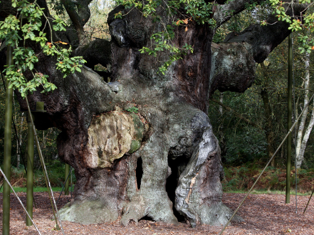 Britain Robin Hood Oak Tree