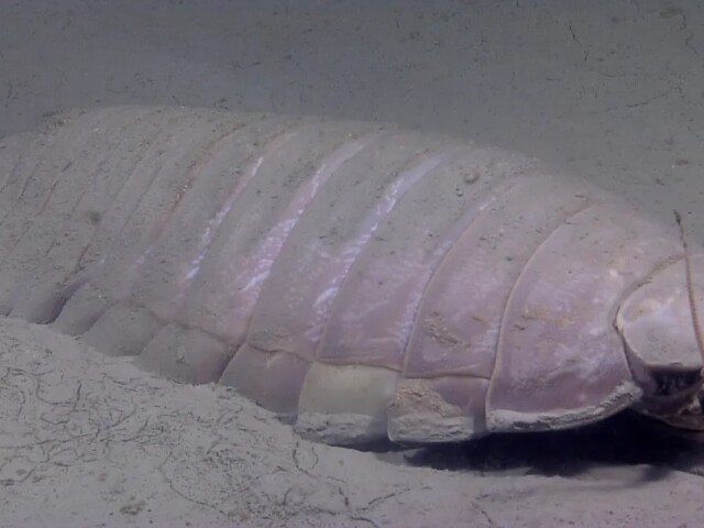Bathynomus giganteus
