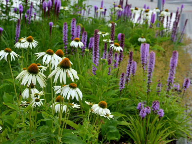echinacea, 2019398096