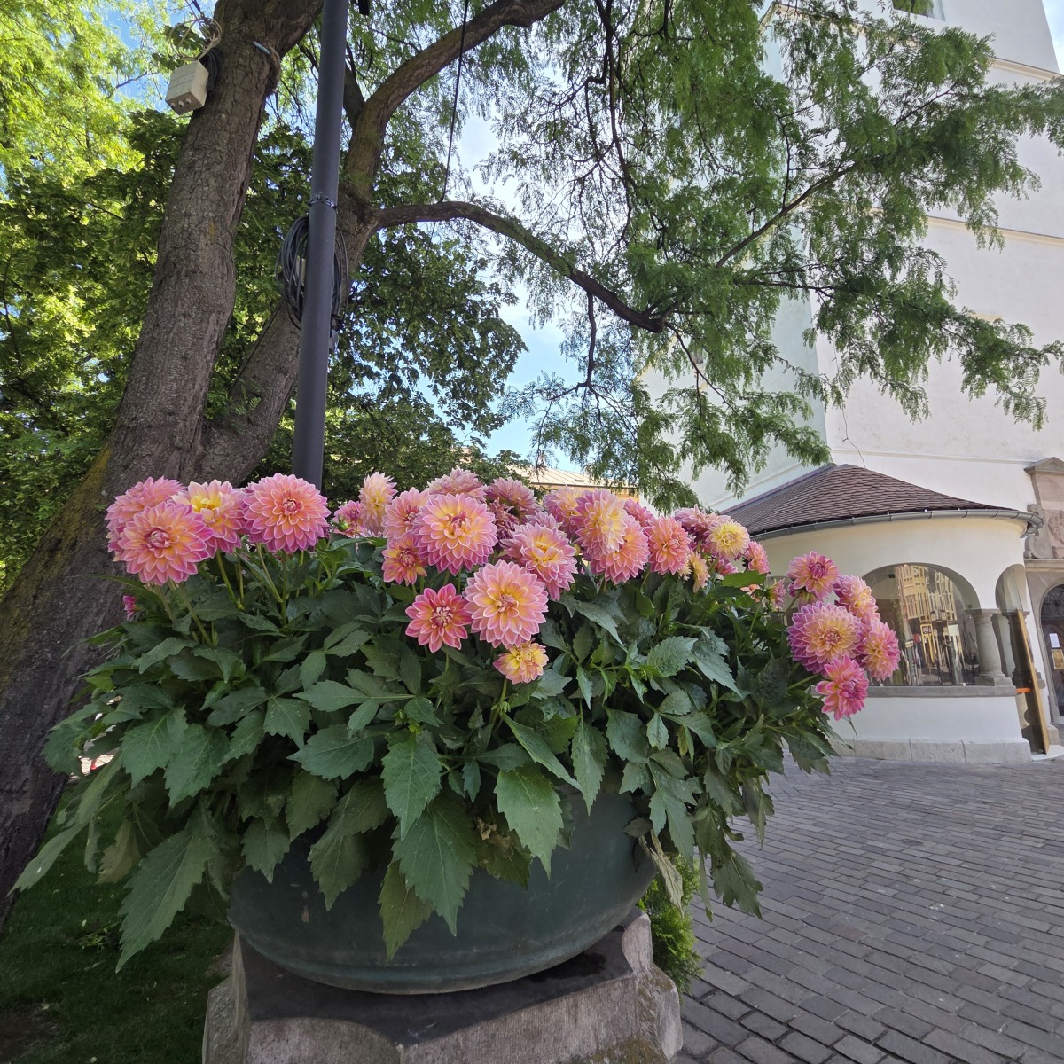 Kosice kvety  9 