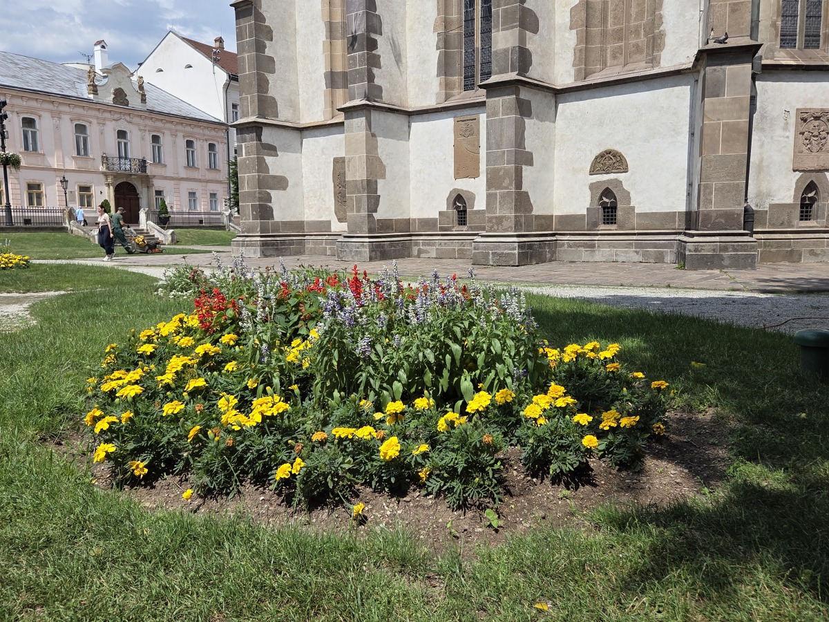 Kosice kvety  3 