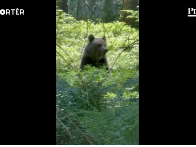 medveď, cesta, les, mReportér