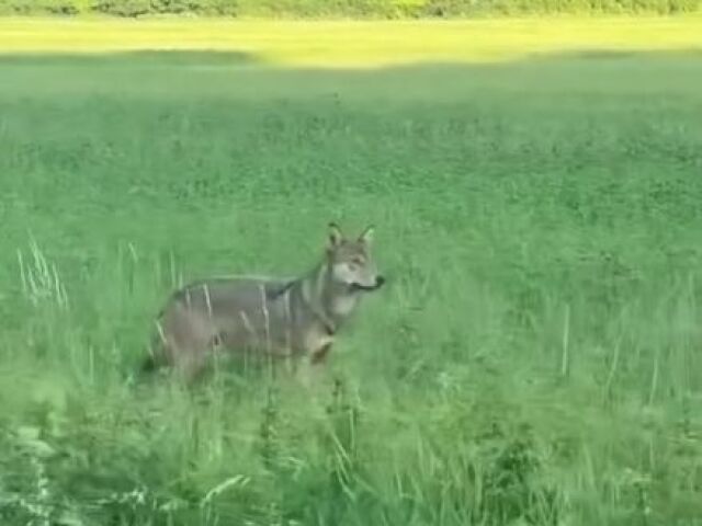 vlk, Koškovce, Humenné, Instagram