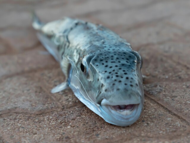 Štvorzubec striebropásy, Lagocephalus sceleratus