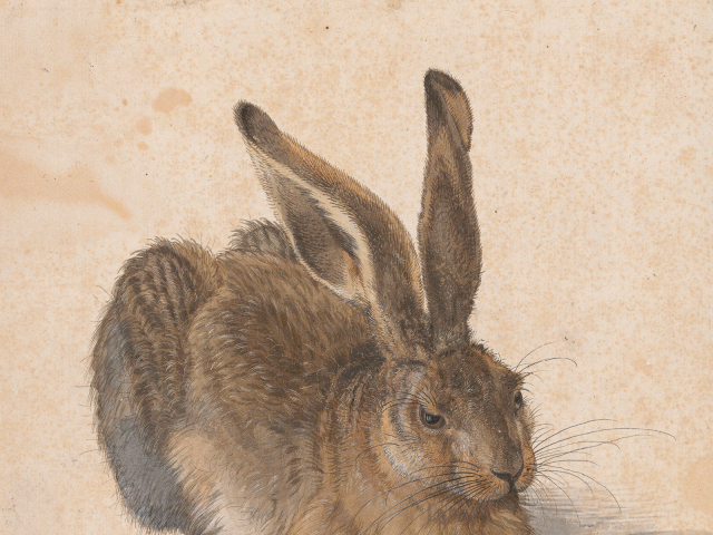 Albrecht Dürer, Zajac poľný, Albertina