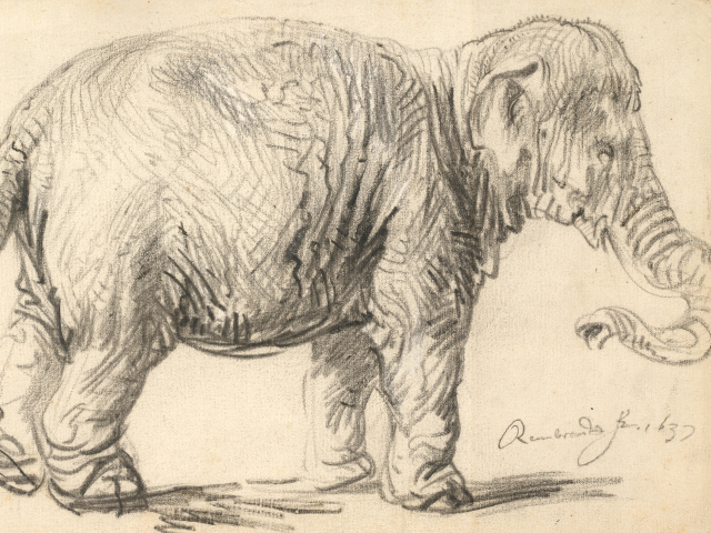 Rembrandt van Rijn: Slon, 1637