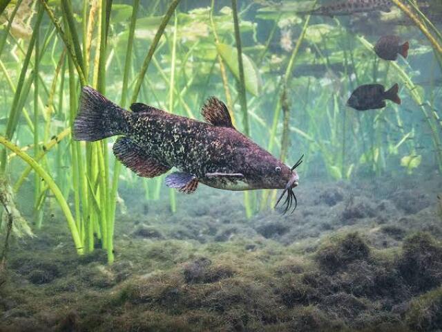 Ameiurus nebulosus