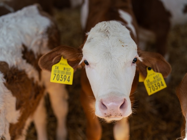 Aj dlhoročná spolupráca Kauflandu a AGRO TAMI pomáha udržiavať v regiónoch chov hovädzieho dobytka