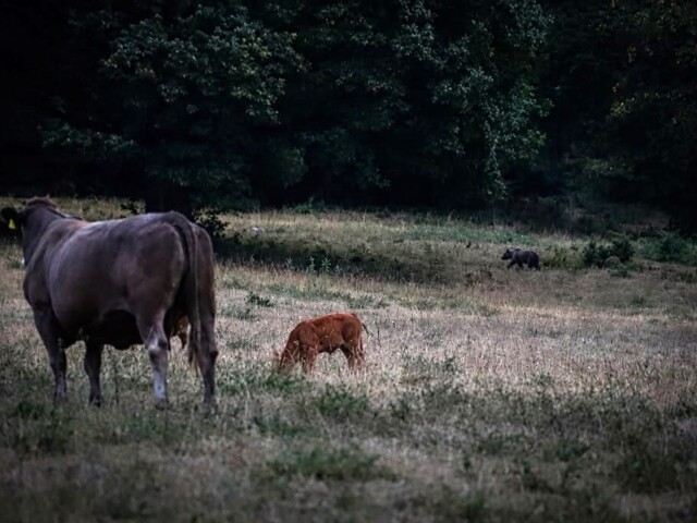 V blízkosti dobytka sa vraj šelma (v pozadí) objavuje často.