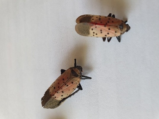 Cikádka škrvnitá (Lycorma delicatula)
