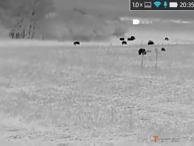 Takýto obraz sa len tak nevidí: Na poli pri Očovej napočítali 26 medveďov. Video vyvolalo rozruch