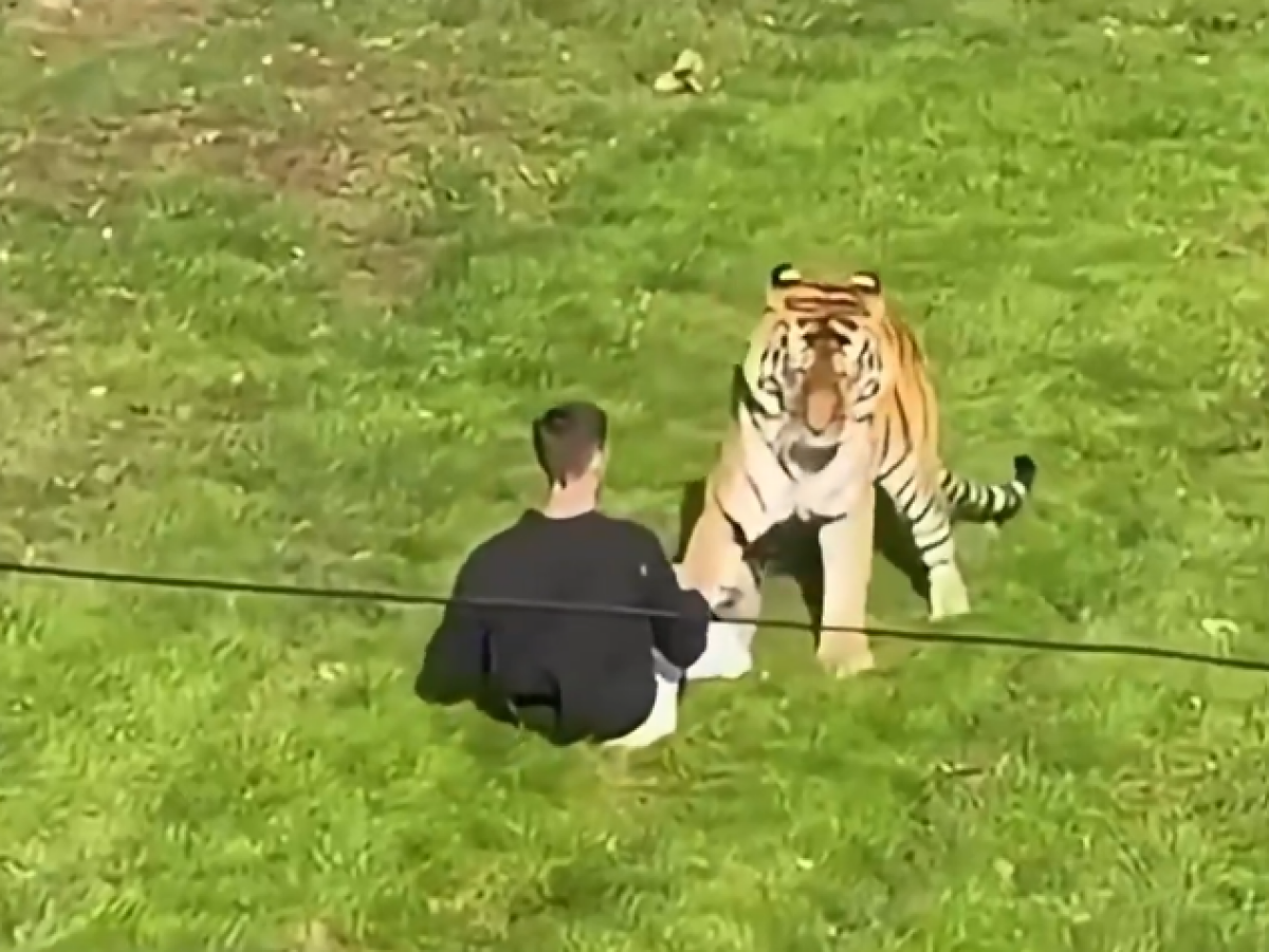 tiger, chlapec vo výbehu