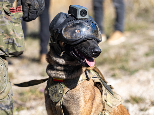 Španielska vojenská sučka Cobra zo špecializovaného kynologického tímu K9 počas cvičenia BETA II-26 na Lešti. Na hlave má ochranné okuliare aj kameru.