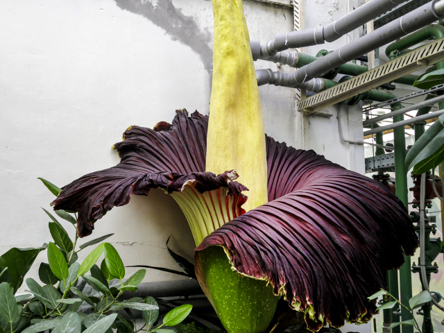 Raritný kvet rastliny s názvom Amorphophallus titanum (zmijovec obrovský), ktorý rozkvitol v Botanickej záhrade UK v Bratislave.