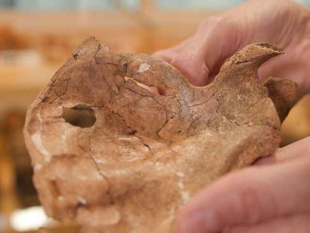 Kto zabil neandertálca pred 75-tisíc rokmi? Vedci našli stopu po zbrani, ktorá mu zrejme prerazila hrudník